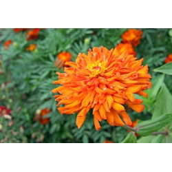 Cactus zinnia - magkeverék - 120 mag - Zinnia elegans cactaflora - magok