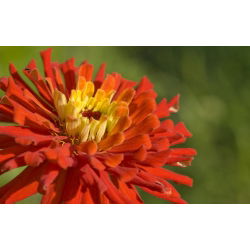 Cactus zinnia - magkeverék - 120 mag - Zinnia elegans cactaflora - magok