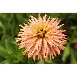 Cactus zinnia - magkeverék - 120 mag - Zinnia elegans cactaflora - magok