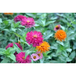 Cactus zinnia - magkeverék - 120 mag - Zinnia elegans cactaflora - magok