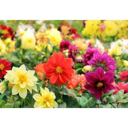 Garden dahlia - semi-double flower variety mix - 120 seeds