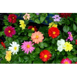 Garden dahlia - semi-double flower variety mix - 120 seeds