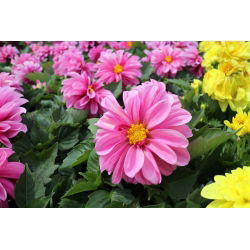 Garden dahlia - semi-double flower variety mix - 120 seeds