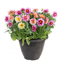 Garden dahlia - semi-double flower variety mix - 120 seeds