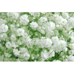 Schleierkraut - Gypsophila paniculata - Federleichte Blüten, ideal für Sträuße - Samen