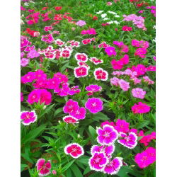 Fainbow rosa - seleção de variedade; China rosa - 450 sementes - Dianthus chinensis