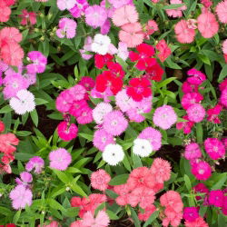 Fainbow rosa - seleção de variedade; China rosa - 450 sementes - Dianthus chinensis