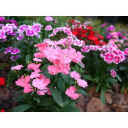 Fainbow rosa - seleção de variedade; China rosa - 450 sementes - Dianthus chinensis