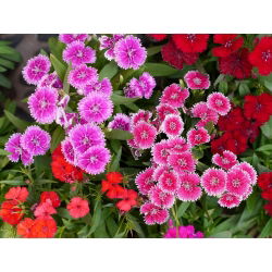Fainbow rosa - seleção de variedade; China rosa - 450 sementes - Dianthus chinensis