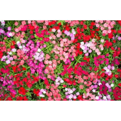 Fainbow rosa - seleção de variedade; China rosa - 450 sementes - Dianthus chinensis