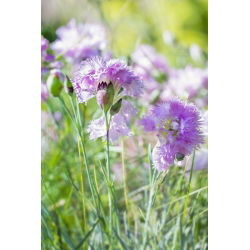 Rosa comum - mix de variedades; rosa jardim, rosa selvagem - 140 sementes - Dianthus plumarius