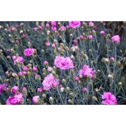 Rosa comum - mix de variedades; rosa jardim, rosa selvagem - 140 sementes - Dianthus plumarius