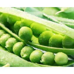 Pisello a grano rugoso - Telefon - Piselli alti, vigorosi e dolci, ottimi per essiccazione - Semi Freschi