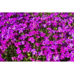 Alpine rock-cress - sortide valik - 940 seemet - Arabis alpina - seemned