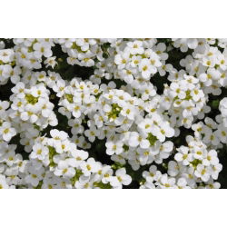 Alpine rock-cress - sortide valik - 940 seemet - Arabis alpina - seemned
