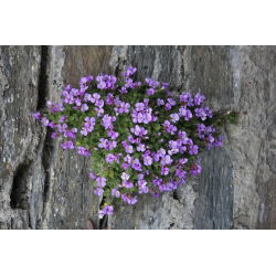 Alpine rock-cress - sortide valik - 940 seemet - Arabis alpina - seemned