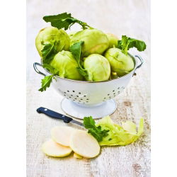 Koleraba, njemačka repa "Bijela Beč" - 260 sjemenki - Brassica oleracea var. Gongylodes L. - sjemenke