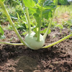 Koleraba, njemačka repa "Bijela Beč" - 260 sjemenki - Brassica oleracea var. Gongylodes L. - sjemenke