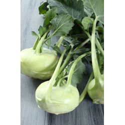Koleraba, njemačka repa "Bijela Beč" - 260 sjemenki - Brassica oleracea var. Gongylodes L. - sjemenke