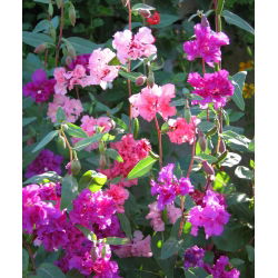 Clarkia - blandning - Clarkia elegans - Krusiga, attraktiva blommor för sommarträdgårdar - Färska frön
