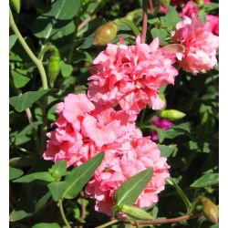 Clarkia - blandning - Clarkia elegans - Krusiga, attraktiva blommor för sommarträdgårdar - Färska frön