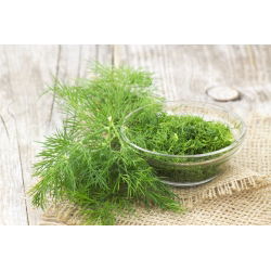 Endro - Superducat - 2800 sementes - Anethum graveolens L.