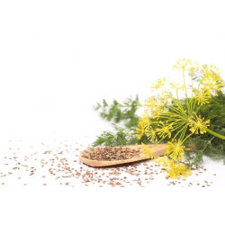 Endro - Superducat - 2800 sementes - Anethum graveolens L.