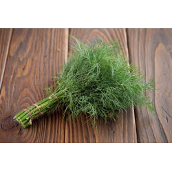 Endro - Superducat - 2800 sementes - Anethum graveolens L.