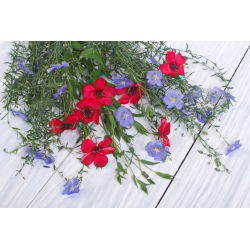 Scarlet Flax Bright Eyes zaden - Linum grandiflorum - 300 zaden