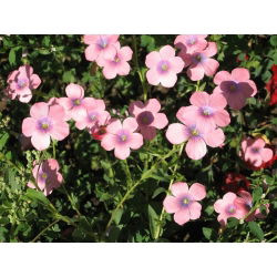 Scarlet Flax Bright Eyes zaden - Linum grandiflorum - 300 zaden