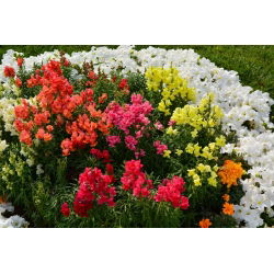 Felles snapdragon - lavt voksende utvalg - 3700 frø - Antirrhinum majus nanum