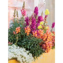 Felles snapdragon - lavt voksende utvalg - 3700 frø - Antirrhinum majus nanum