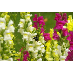 Felles snapdragon - lavt voksende utvalg - 3700 frø - Antirrhinum majus nanum