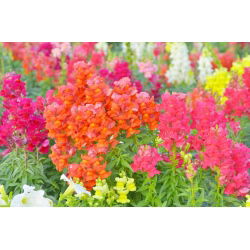 Felles snapdragon - lavt voksende utvalg - 3700 frø - Antirrhinum majus nanum