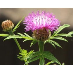 Bajorė Balsvoji - (Centaurea dealbata) - Ryškus bičių traukos centras, puikiai tinka gėlynams - Šviežios sėklos