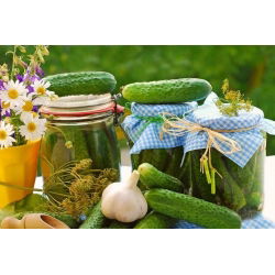 Cucumber - Polan F1 - Crisp, Crunchy Delight, Perfect for Pickling - Fresh Seeds