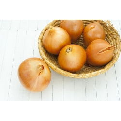 Cipolla - Wolska - Cipolle a raccolta tardiva, perfette per conservazione - Semi Freschi