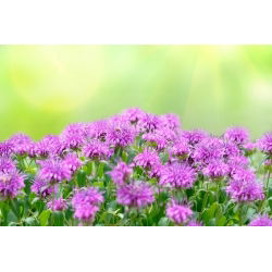 Monarda - 180 semillas