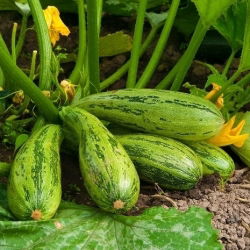 Кабачок - Nimba - 12 семена - Cucurbita pepo