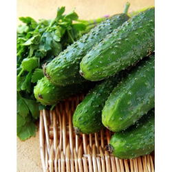 Harilik kurk - Polan - seemnelint - Cucumis sativus - seemned