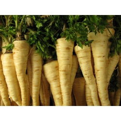 Семена от корени от магданоз Cukrowa - Petroselinum crispum - 4250 семена