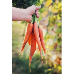 Морква "Берлікумер 2 - Досконалість" - пізній сорт - 4000 насінин - Daucus carota - насіння