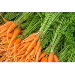 Морква "Берлікумер 2 - Досконалість" - пізній сорт - 4000 насінин - Daucus carota - насіння