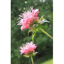 Crimson beebalm - variety mix; Scarlet beebalm, Scarlet monarda, Oswego tea - 180 seeds