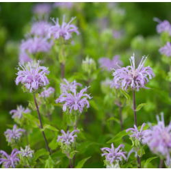 Crimson beebalm - variety mix; Scarlet beebalm, Scarlet monarda, Oswego tea - 180 seeds