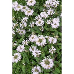 Crimson beebalm - variety mix; Scarlet beebalm, Scarlet monarda, Oswego tea - 180 seeds