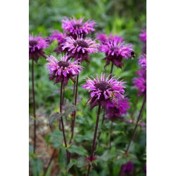 Crimson beebalm - variety mix; Scarlet beebalm, Scarlet monarda, Oswego tea - 180 seeds