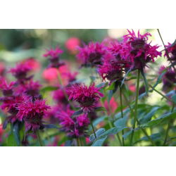 Crimson beebalm - variety mix; Scarlet beebalm, Scarlet monarda, Oswego tea - 180 seeds