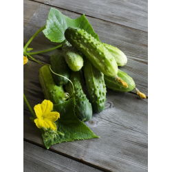 Cucumber - Cornichon de Paris - Perfect and Crunchy variety for Pickling - Fresh Seeds
