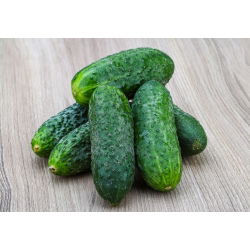 Cucumber - Cornichon de Paris - Perfect and Crunchy variety for Pickling - Fresh Seeds